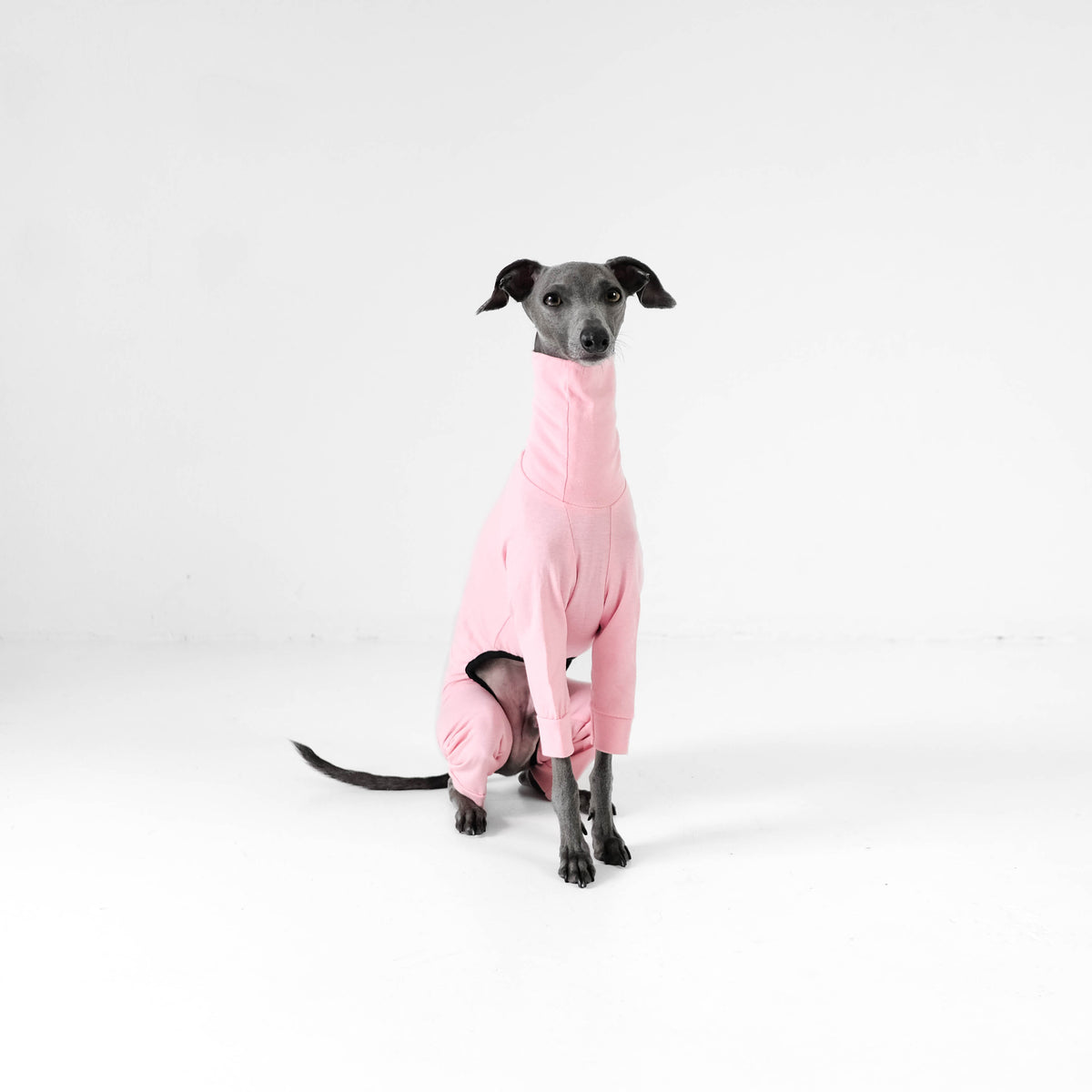 Italian greyhound life top jacket