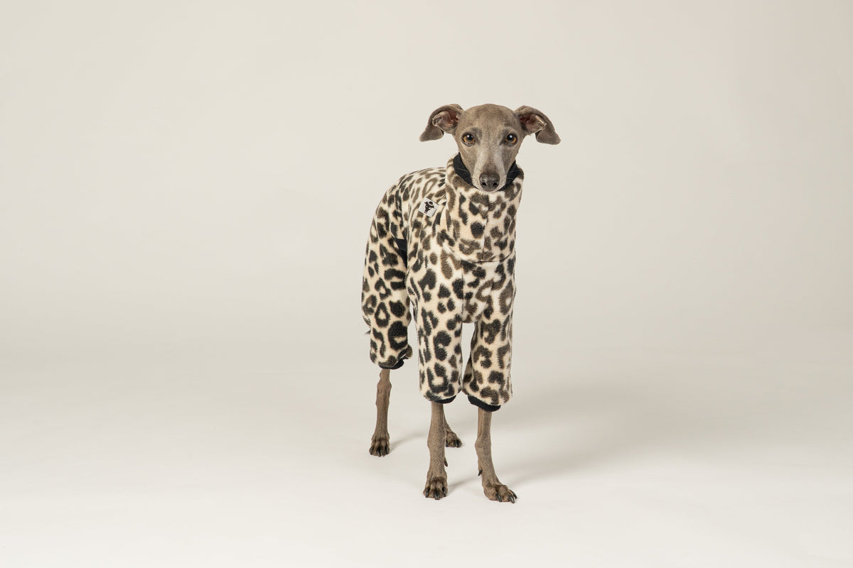 Italian greyhound Apparel, harness, accessories Karma Hund Shop
