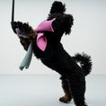 Load image into Gallery viewer, Bungee-Tau Teddy Mint / Bubblegum