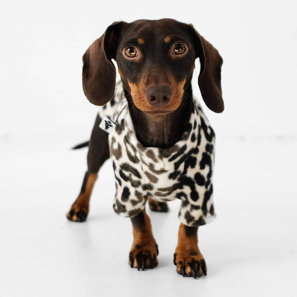 Miniature Dachshund