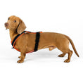 Load image into Gallery viewer, Dackel Geschirr Neon Orange