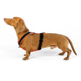 Load image into Gallery viewer, Dackel Hundegeschirr