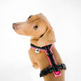 Load image into Gallery viewer, Dachshund Harness