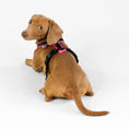 Load image into Gallery viewer, Dackel Softshell Geschirr Neon Pink