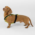 Load image into Gallery viewer, Dackel Softshell Geschirr Neon Yellow