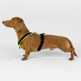 Load image into Gallery viewer, Dackel Geschirr Hundegeschirr