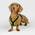 Load image into Gallery viewer, Hundegeschirr für Dackel