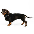 Load image into Gallery viewer, Dackel Softshell Geschirr in Dark Olive