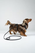 Load image into Gallery viewer, Dackelmodel im Karma Hund Dackelgeschirr – leichtes, atmungsaktives Material.