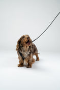 Load image into Gallery viewer, Zwergdackel in bequemer Geschirrpassform von Karma Hund – ideal für Training und Alltag.