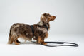 Load image into Gallery viewer, Zwergdackel im Karma Hund Geschirr – speziell entwickelt für Dackel-Proportionen.