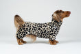 Load image into Gallery viewer, Langhaar-Dackel trägt weichen Leo-Overall – funktionale und modische Hundebekleidung.