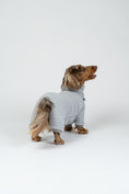 Load image into Gallery viewer, Dackelmodel im flauschigen hellgrauen Teddy-Overall – idealer Winteroverall für Dackel-Proportionen.