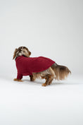 Load image into Gallery viewer, Langhaar-Dackel im Studiofoto mit Bordeaux-Fleece-Pullover – warme und stilvolle Hundebekleidung.