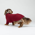 Load image into Gallery viewer, Langhaar-Dackel im Studiofoto mit Bordeaux-Fleece-Pullover – warme und stilvolle Hundebekleidung.