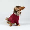 Load image into Gallery viewer, Fröhlicher Zwergdackel im weichen Fleece-Pullover in Bordeaux – ideal für Herbst und Winter.