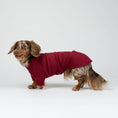 Load image into Gallery viewer, Langhaar-Dackel im Studiofoto mit Bordeaux-Fleece-Pullover – warme und stilvolle Hundebekleidung.