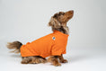 Load image into Gallery viewer, Zwergdackel sitzt im orangen Fleece-Pullover – weicher, anschmiegsamer Hundesweater.