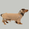 Load image into Gallery viewer, Dackel trägt kuscheligen Teddy-Pullover in Camel – weiche Wintermode für kleine Hunde.