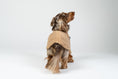 Load image into Gallery viewer, Zwergdackel im warmen Camel-Fleece-Teddy-Pullover – weicher, gemütlicher Hundepullover.
