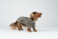 Load image into Gallery viewer, Weicher Leo-Pullover für kleine Hunde – Dackel-Passform für Wärme und Komfort.