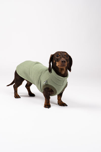 Stehender Dackel im Sweat Shirt in Matcha – sanfte Farbe und perfekter Sitz