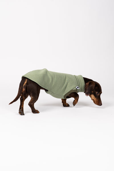 Seitenansicht: Dackel im matchafarbenen Sweat Shirt – bequem und bewegungsfreundlich