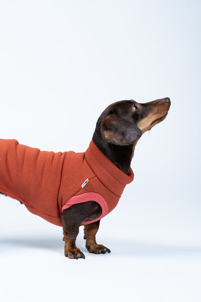Dackel im Seitenprofil mit Sweat Shirt in Terracotta – angepasst an die typische Dackelform