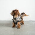 Load image into Gallery viewer, Fleece Shirt Dackel Leo – ergonomischer Schnitt für Dackel und Windhunde – handgefertigte Hundekleidung