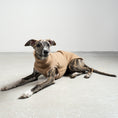 Load image into Gallery viewer, FLEECE SHIRT Windhund Camel