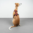 Load image into Gallery viewer, SOFTSHELL HUNDEGESCHIRR Windhund Weinrot