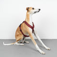 Load image into Gallery viewer, SOFTSHELL HUNDEGESCHIRR Windhund Weinrot