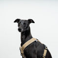 Load image into Gallery viewer, SOFTSHELL DOGHARNESS Sighthound Sand