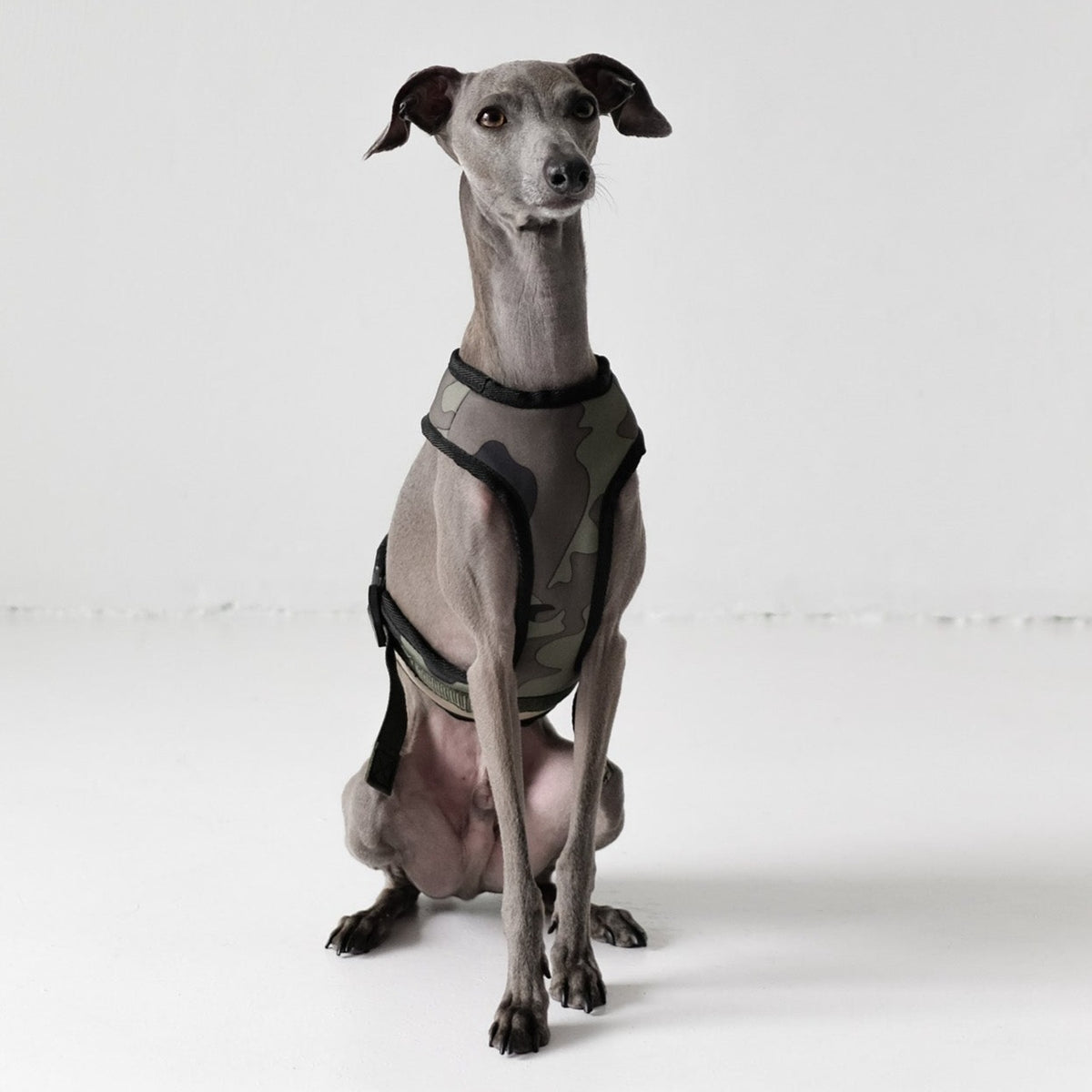 Italian greyhound outlet harness