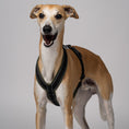 Load image into Gallery viewer, Whippet trägt ergonomisches Hundegeschirr aus Softshell in Dark Olive – speziell für Windhunde entwickelt