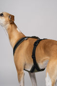 Load image into Gallery viewer, Geschirr in Bewegung – Whippet läuft im Dark Olive Softshell-Geschirr mit reflektierenden Elementen