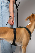 Load image into Gallery viewer, Weiches, wetterfestes Softshell-Geschirr für Windhunde – Whippet zeigt Passform und Funktionalität