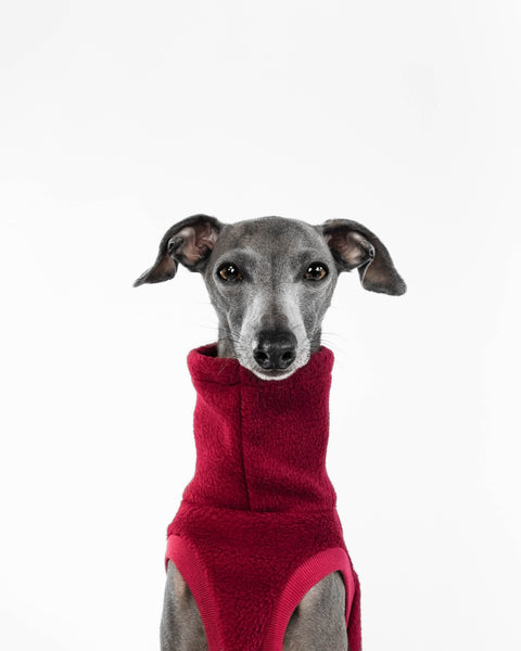 Italian Greyhound