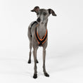 Load image into Gallery viewer, Windspiel Geschirr Reflektierend Neon Orange