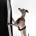 Load image into Gallery viewer, IG Harness Softshell Neon Orange