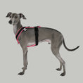 Load image into Gallery viewer, IG Softshell Harness Neon Pink