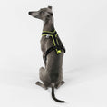 Load image into Gallery viewer, Ig Softshell Harness neon Yellow