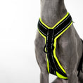 Load image into Gallery viewer, Italienisches Windspiel Geschirr Softshell Neon Yellow