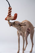 Load image into Gallery viewer, Italienisches Windspiel zerrt spielerisch am Karma Hund Bungee-Tau.
