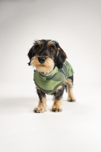 Rauhaar Dackel in Camouflage Shirt