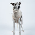 Load image into Gallery viewer, Windhundmode in Sand – Long Shirt liegt glatt am Körper des stehenden Whippets an