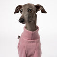 Load image into Gallery viewer, Pullover Iggy Mulberry – Close-up am Hund – hochwertige Hundekleidung von Karma Hund