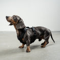 Load image into Gallery viewer, SOFTSHELL DOG HARNESS for Dachshunds in All Black