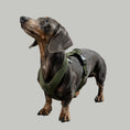 Load image into Gallery viewer, SOFTSHELL DOGHARNESS Dachshund Dark Olive