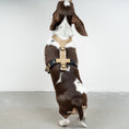 Load image into Gallery viewer, SOFTSHELL DOGHARNESS Dachshund Sand